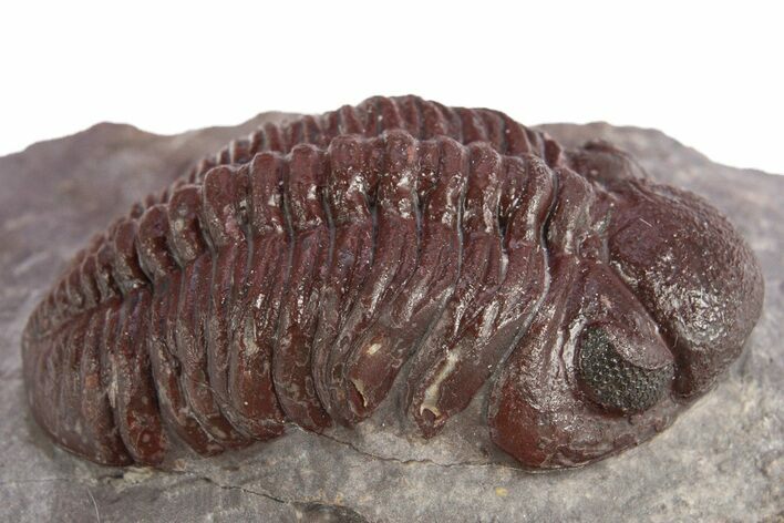 Red Morocops Trilobite - Hmar Laghdad, Morocco #311192